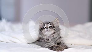 gray tabby kitten lies on the bed and moves its head from side to side, watching the toy. little predator is going to