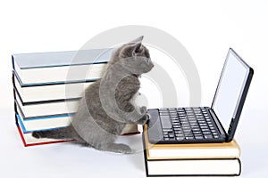 Gray tabby kitten looking at a blank screen on a miniature laptop type computer