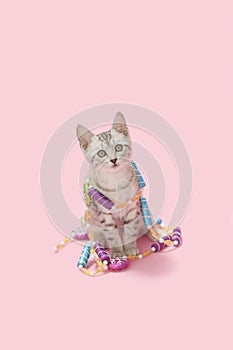 Gray tabby kitten pink Christmas decoration