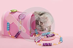 Gray tabby kitten pink Christmas mailbox