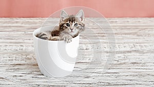 Gray tabby kitten sitting in white flower pot. Portrait of adorable curious fluffy kitten. Beautiful baby cat on pink color