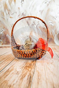A gray tabby kitten is sitting in a wicker basket