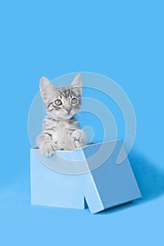 Gray tabby kitten standing upright in a blue gift Birthday box, blue background.