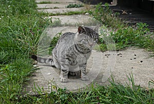 Gray tabby stray cat standing on concrete surrounded by grass.
