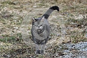 Gray Taby house cat with five toes photo