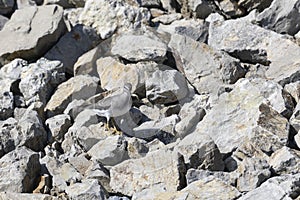 Gray-tailed tattler on gray stones,  Kunashir island