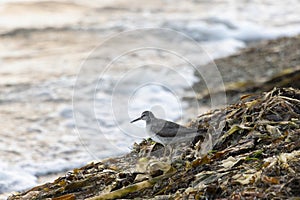 Gray-tailed tattler on gray stones,  Kunashir island