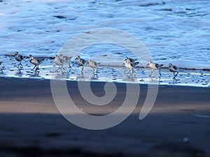 Gray-tailed Tattler, Tringa brevipes, use the low tide and pick food from the beach. Costa Rica