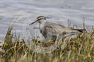 Gray-tailed tattler which stands on the banks of the river