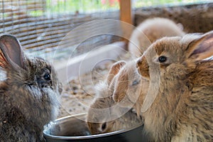 Gray and tan adorable fluffy bunny rabbits eating out of silver bowl at the county fair