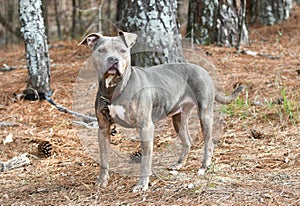 Gray and tan brindle female Pitbull Terrier dog outside on leash