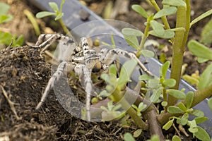 Gray tarantula spider selective focus.