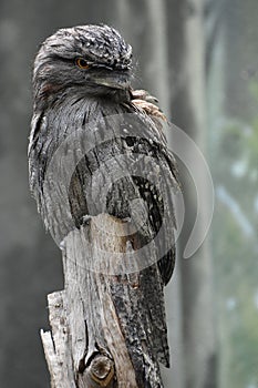 Gray Tawny Frogmouth Bird with Distinctive Feathers