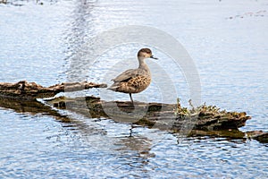 A Gray Teal (Anas gracilis) in New Zealand