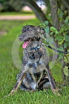 Gray terrier crossbreed