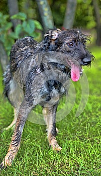 Gray terrier crossbreed