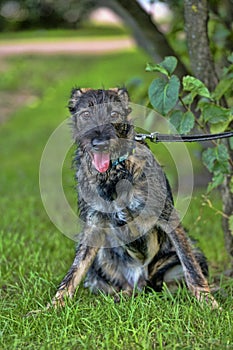 Gray terrier crossbreed