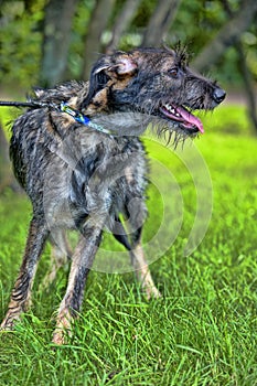 Gray terrier crossbreed
