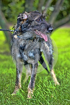 Gray terrier crossbreed