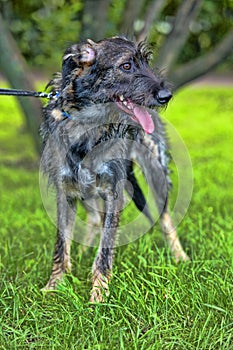 Gray terrier crossbreed
