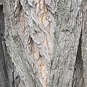 Gray textural tree bark near. Minimalistic natural background.