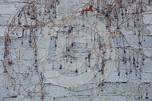 Gray texture of a brick wall and dry grapes with berries