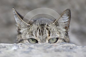 A gray tiger cat peeks out from behind a stone with large green eyes. The predatory sight