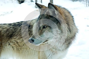 Gray or Timber Wolf