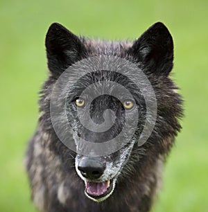 Gray timber wolf Canis Lupus dog wildlife eyes