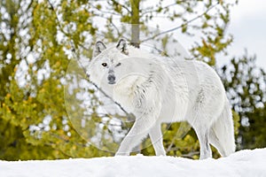 Gray timber wolf in winter forest