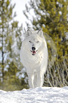 Gray timber wolf in winter, low angle