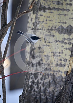 Gray tit bird in the interweaving of dry branches in the winter forest