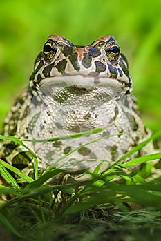 A toad in the middle of bright green leaves