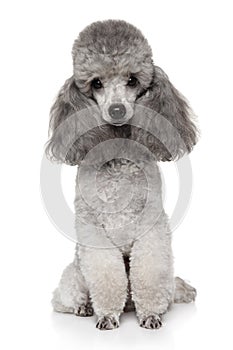 Gray Toy Poodle dog on a white