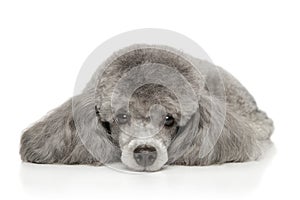 Gray toy Poodle lies on a white background