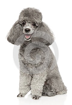 Gray toy poodle on a white background