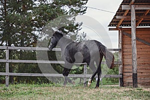 Gray trakehner mare horse galloping in paddock towards the fence near shelter in autumn