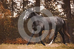 Gray trakehner mare horse trotting on green meadow on forest background in autumn