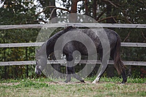 Gray trakehner mare horse walking in paddock along the fence in autumn
