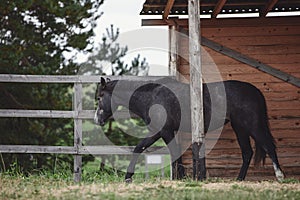 Gray trakehner mare horse walking in paddock along the fence near wooden shelter in autumn