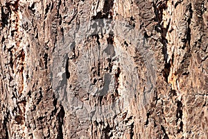 Gray tree bark structure in the forest, timber background. blank.