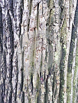 Gray tree bark textured background images. Old tree bark