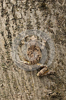Gray Tree Frog On Tree Trunk