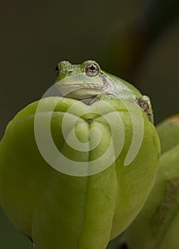 Gray tree frog on daylily seed capsule