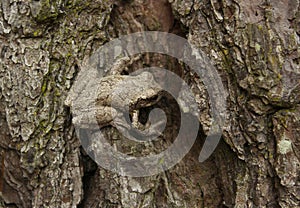 Gray Tree Frog Hyla chrysoscelis on pine tree in Eastern Texas Camoflauged