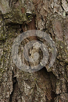 Gray Tree Frog Hyla chrysoscelis on pine tree in Eastern Texas Camoflauged