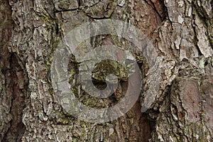 Gray Tree Frog Hyla chrysoscelis on pine tree in Eastern Texas Camoflauged