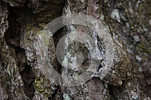 Gray Tree Frog Hyla chrysoscelis on pine tree in Eastern Texas