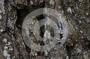 Gray Tree Frog Hyla chrysoscelis on pine tree in Eastern Texas