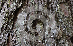 Gray Tree Frog Hyla chrysoscelis on pine tree in Eastern Texas